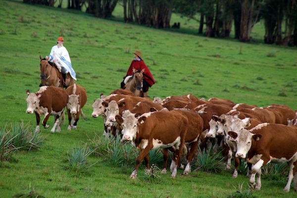 Uruguay cattle drive